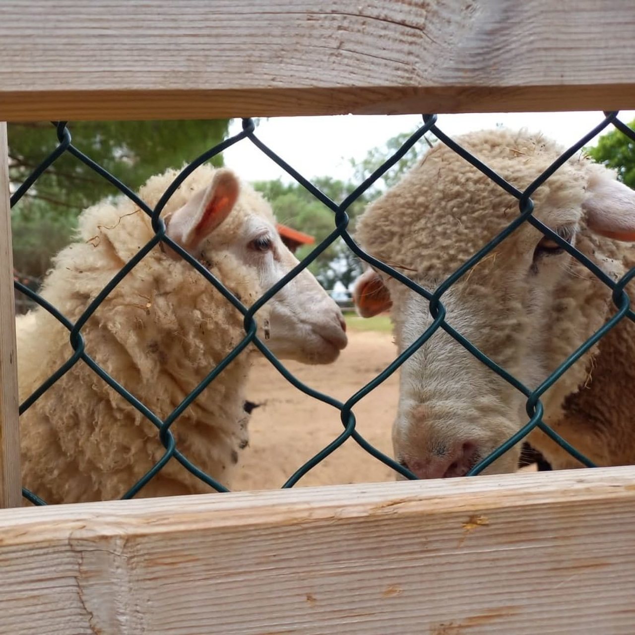 A Quinta Pedag Gica Dos Olivais O Para So Dos Mi Dos E Dos Pais