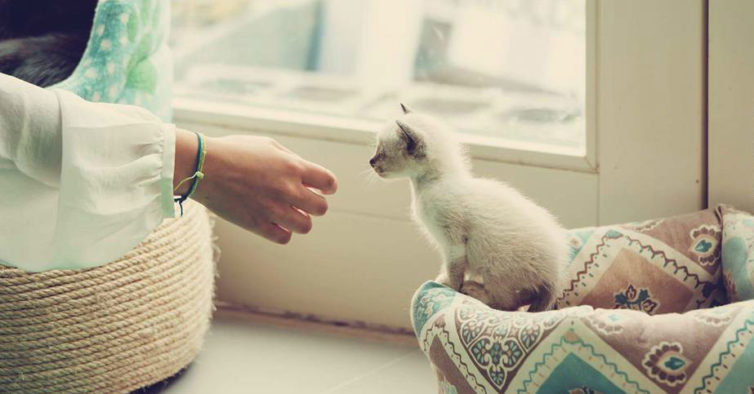 cat café