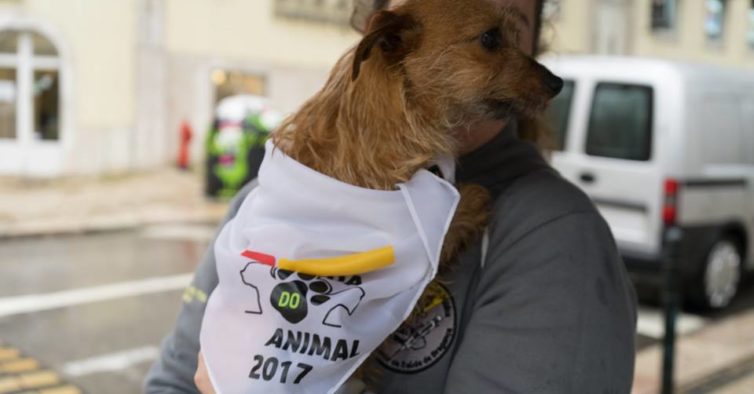 corrida do animal