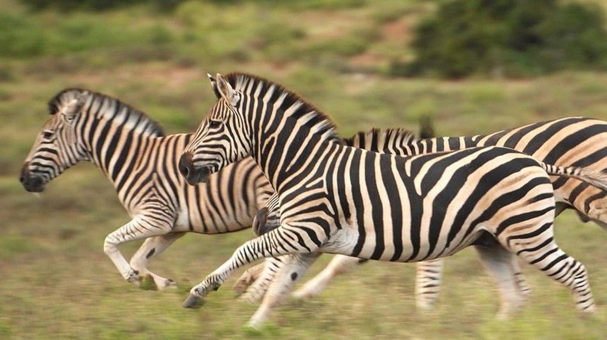 Zebra foge de parque, acasala com burro e dá à luz híbrido raro - Fotos -  R7 Hora 7