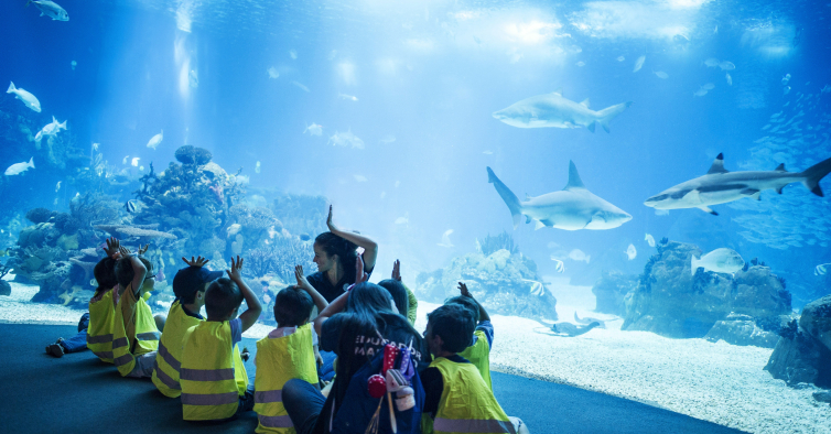 Oceanário vai lançar milhares de bilhetes a 12,5€ durante o Natal – NiT