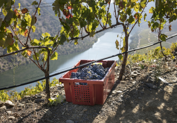 Alguns dos melhores vinhos do Douro já estão a ser vindimados a 500 metros de altitude